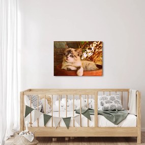 Obraz kota w doniczce (70x50 cm)