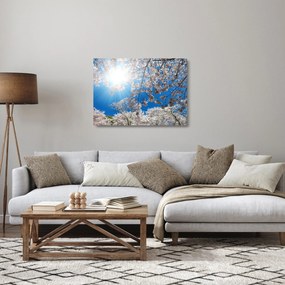 Obraz na szkle - Wiśniowe kwiaty (70x50 cm)