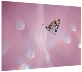 Obraz - Motylek (70x50 cm)