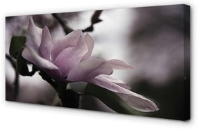 Duży obraz na płótnie Magnolia