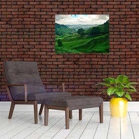 Obraz - Plantacje herbaty w Malezji (70x50 cm)