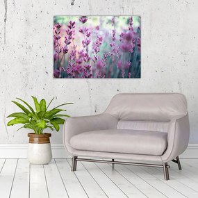 Obraz na szkle - Lawenda (70x50 cm)