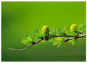 Obraz zielonej szyszki (70x50 cm)