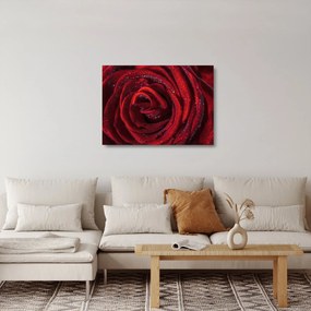 Obraz na szkle - Czerwona róża z kroplami rosy (70x50 cm)