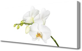 Obraz Canvas Orchidea Kwiaty Natura