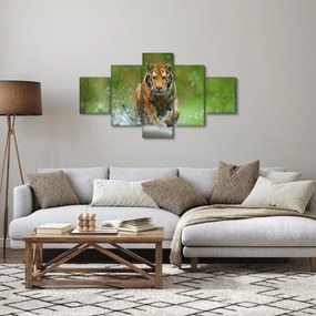 Obraz - Biegnący tygrys (125x70 cm)