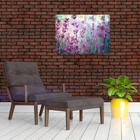 Obraz na szkle - Lawenda (70x50 cm)