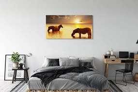 Obraz na płótnie Zebry w Wodzie o Zachodzie Słońca