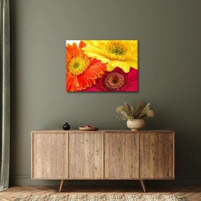 Obraz - Kwiaty Gerbery (70x50 cm)