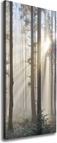 Foto obraz canvas pionowy Mgła w lesie