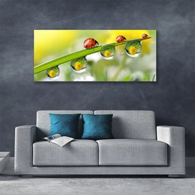 Obraz canvas na ścianę Biedronka na Zielonym Liściu