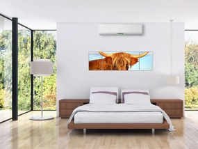 Obraz -Szkocka krowa (170x50 cm)
