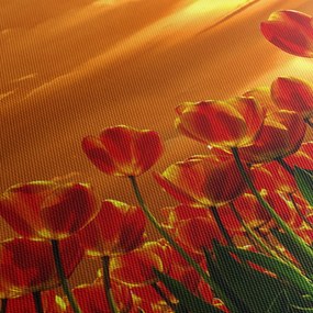 Obraz kwitnącego pola z tulipanami (z zegarem) (90x30 cm)