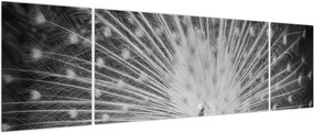 Obraz - Biały paw (170x50 cm)