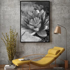 Plakat - Lilia wodna (A4)