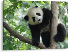 Obraz - Panda na drzewie (70x50 cm)