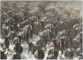 Obraz - Stado antylop gnu (70x50 cm)