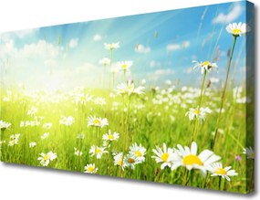 Fotoobraz na płótnie Polana Pełna Stokrotek