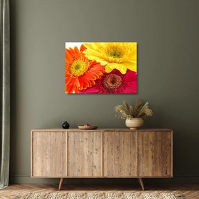 Obraz na szkle - Kwiaty Gerbery (70x50 cm)