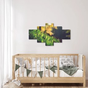 Obraz mchu z grzybem (125x70 cm)