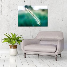 Obraz na szkle - źdźbło trawy (70x50 cm)