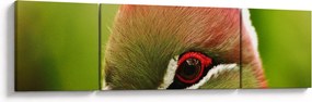 Obraz kolorowego ptaka (170x50 cm)