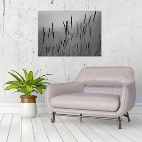 Obraz na szkle - źdźbła trawy (70x50 cm)