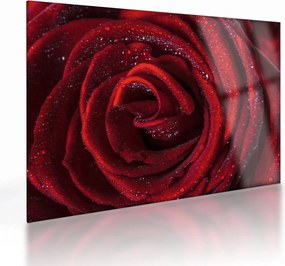 Obraz na szkle - Czerwona róża z kroplami rosy (70x50 cm)