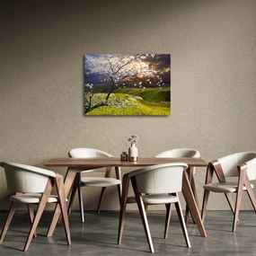 Obraz - Kwitnące drzewo w krajobrazie (70x50 cm)