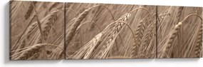 Obraz - Złote pole (170x50 cm)