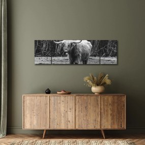 Obraz - Szkocka krowa 3, czarno - biały (170x50 cm)