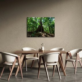 Obraz - Korzenie drzewa (70x50 cm)