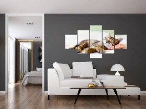 Obraz - Śpiący kotek (125x70 cm)