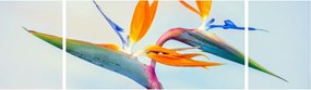 Obraz kwiatu Strelicji (170x50 cm)