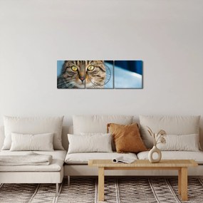 Obraz - Kot domowy (z zegarem) (90x30 cm)