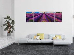 Obraz - Pole lawendy (170x50 cm)
