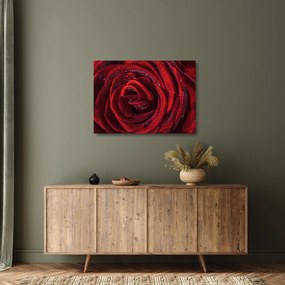Obraz na szkle - Czerwona róża z kroplami rosy (70x50 cm)