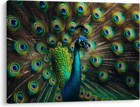 Obraz – Paw (70x50 cm)