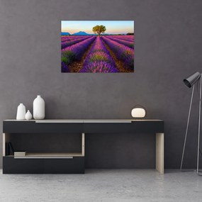 Obraz na szkle - Pole lawendy (70x50 cm)