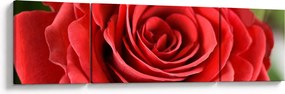 Obraz kwiatu róży (170x50 cm)