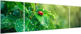 Obraz - Biedronka (170x50 cm)