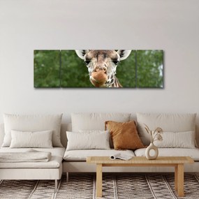 Obraz żyrafy (170x50 cm)