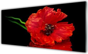 Szkło Dekoracyjne do Kuchni Samotny Mak w Polu