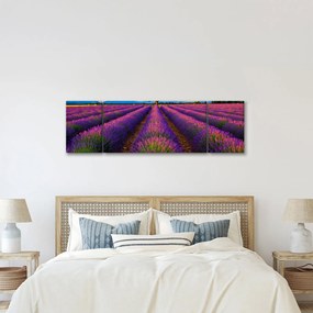 Obraz - Pole lawendy (170x50 cm)