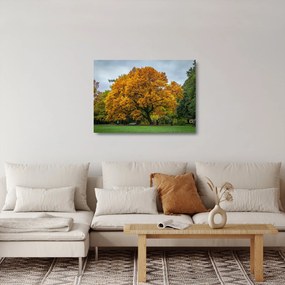 Obraz na szkle - drzewo (70x50 cm)
