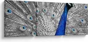 Obraz - niebieski paw (z zegarem) (90x30 cm)