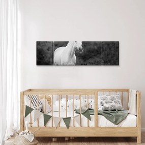 Obraz białego konia na łące, czarno - biały (170x50 cm)
