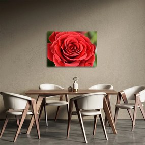 Obraz na szkle kwiatu róży (70x50 cm)