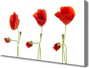 Obraz canvas na ścianę Czerwone Maki w Słońcu