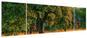 Obraz żyraf w naturze (170x50 cm)